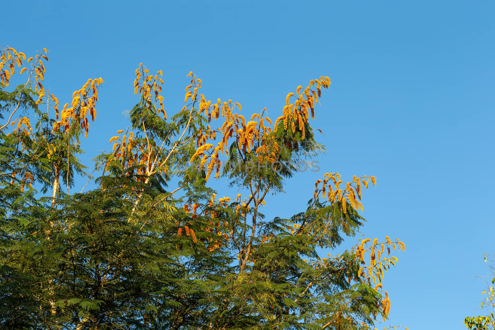 One tree with orange flowers and a blue sky in the background