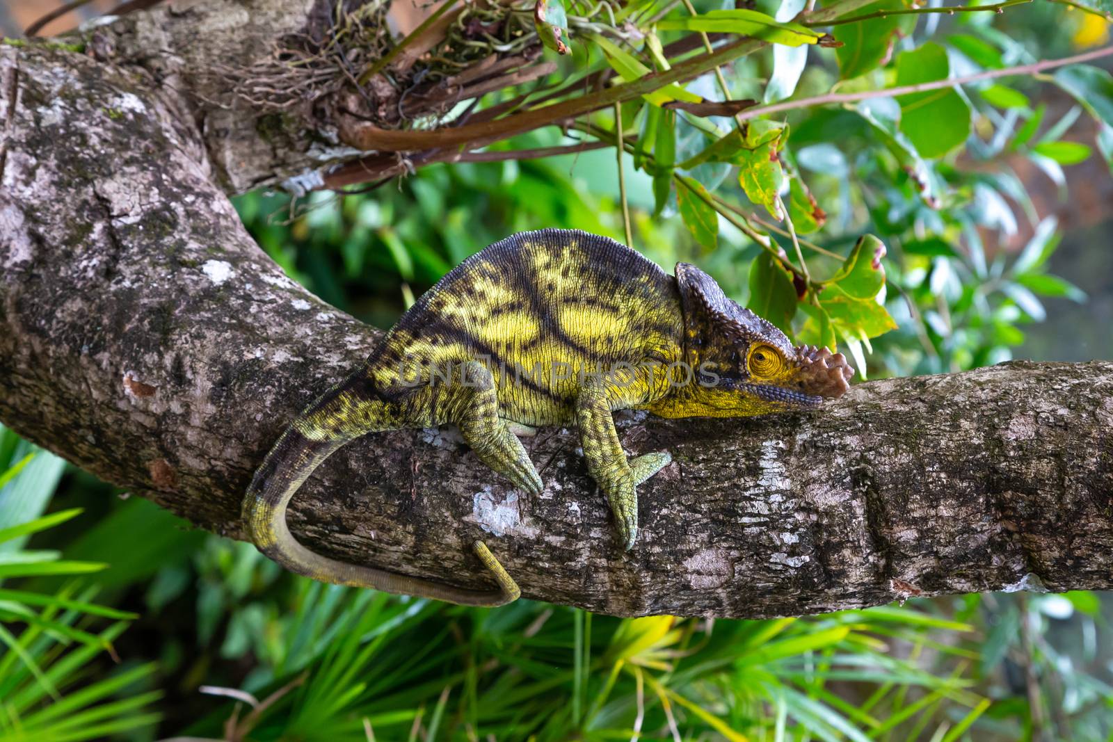 One chameleon moves along a branch in a rainforest in Madagascar