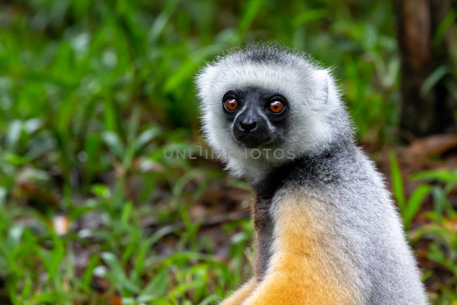 One Sifaka lemur sits in the grass and watches what happens in the area