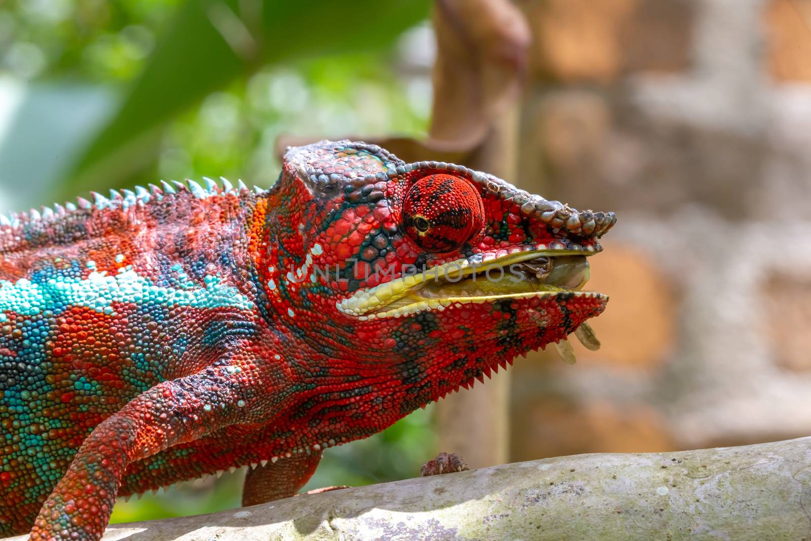 One Colorful chameleon on a branch in a national park on the island of Madagascar