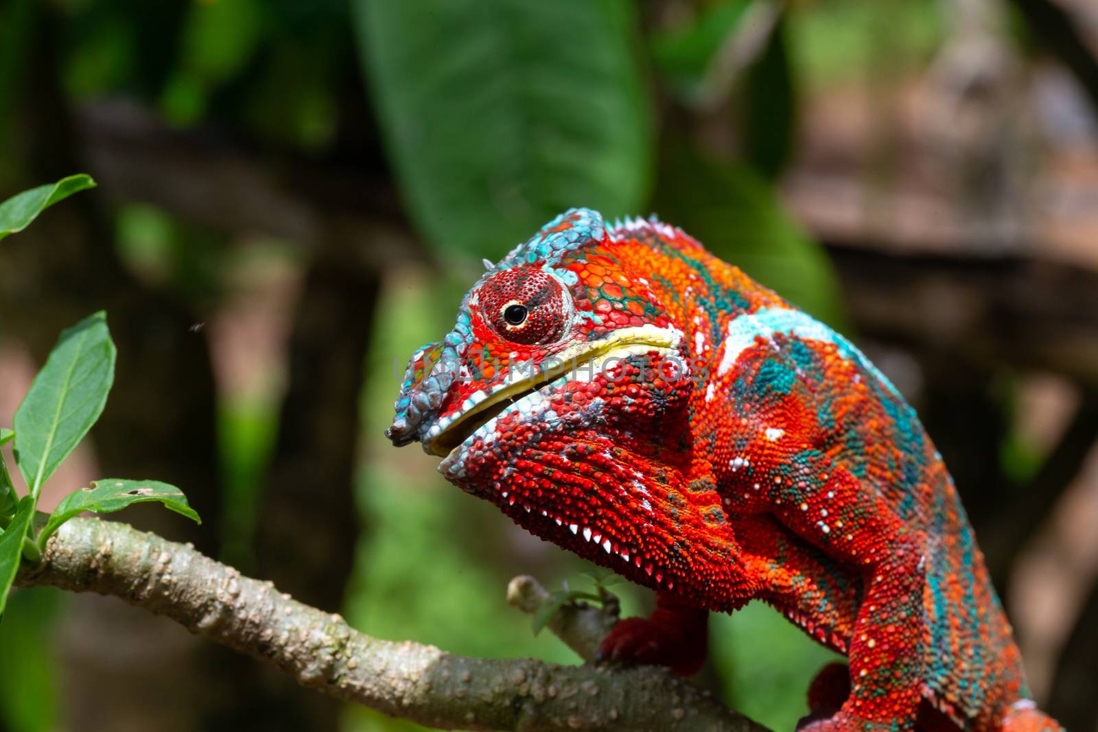 One Colorful chameleon on a branch in a national park on the island of Madagascar