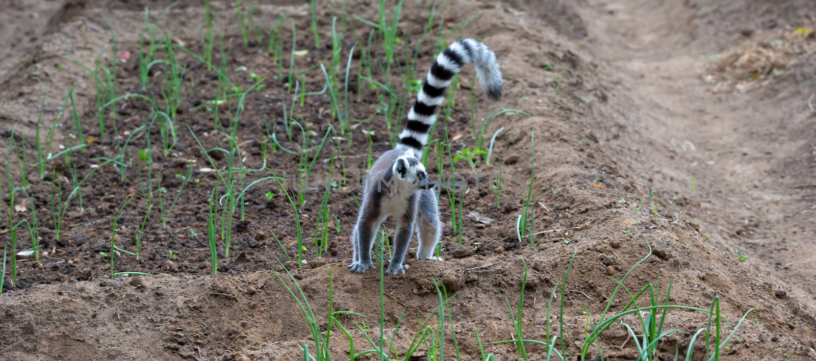 One ring-tailed lemur hops around in the fields of the locals
