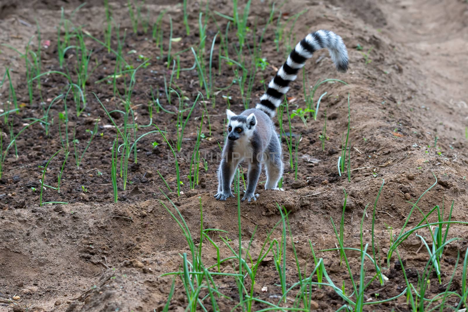 A ring-tailed lemur hops around in the fields of the locals by 25ehaag6