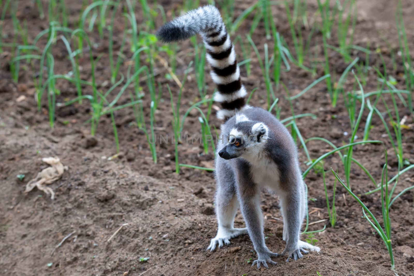 A ring-tailed lemur hops around in the fields of the locals by 25ehaag6