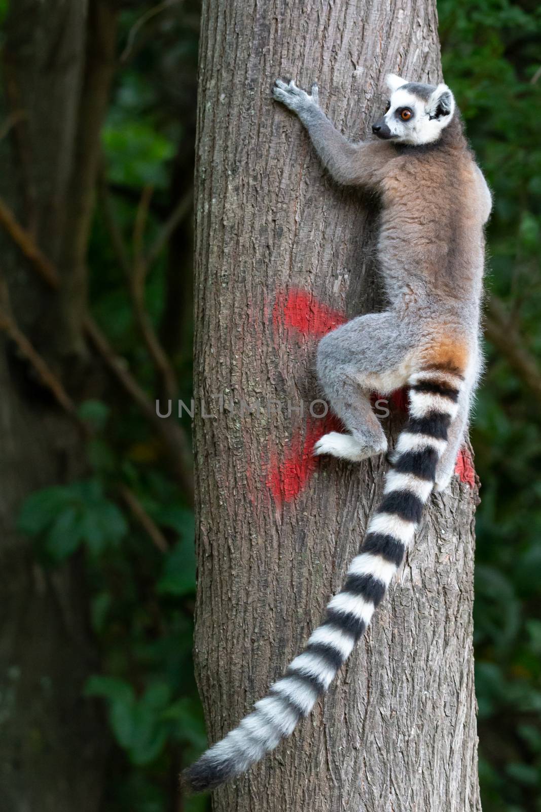 A ring-tailed lemur climbs a tree trunk by 25ehaag6