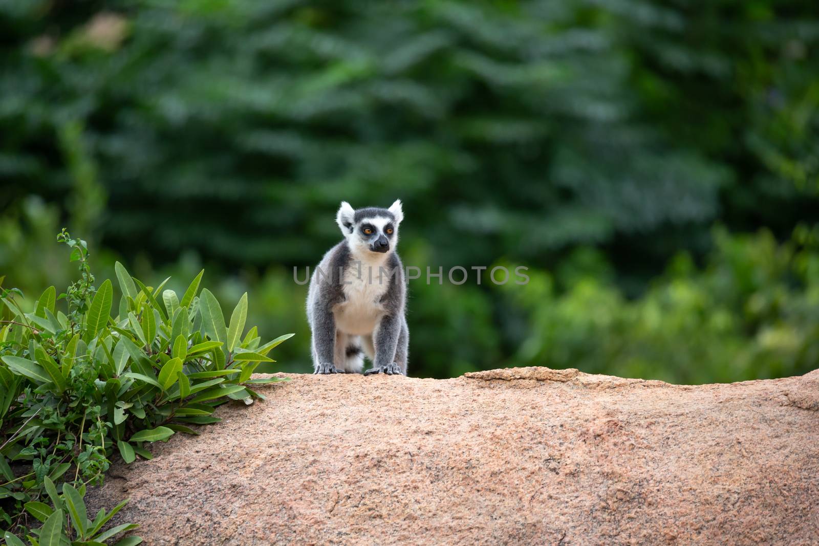 A ring-tailed lemur on a large stone rock by 25ehaag6