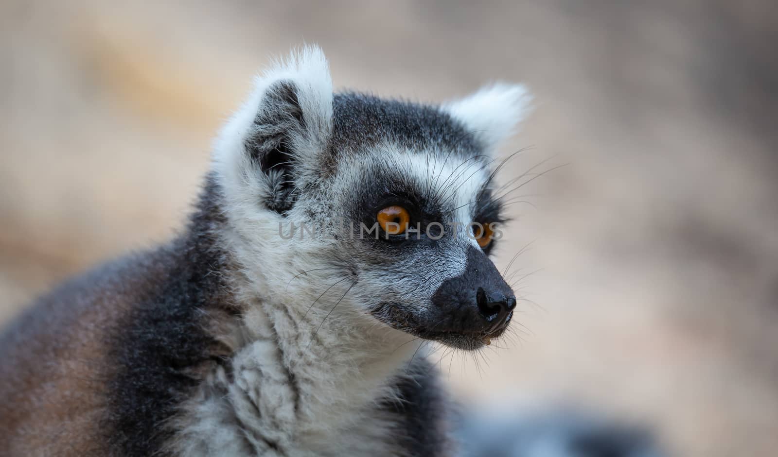 The portrait of a ring-tailed lemur in close-up
