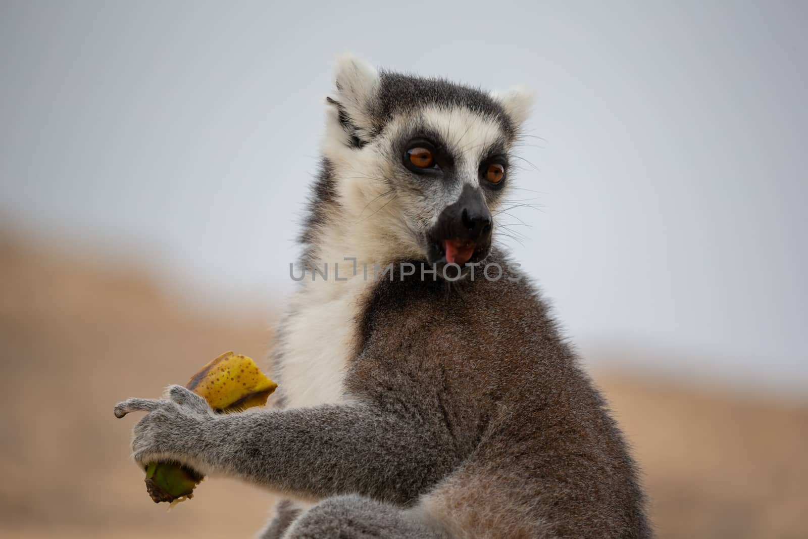 One ring-tailed lemur with a banana in close-up