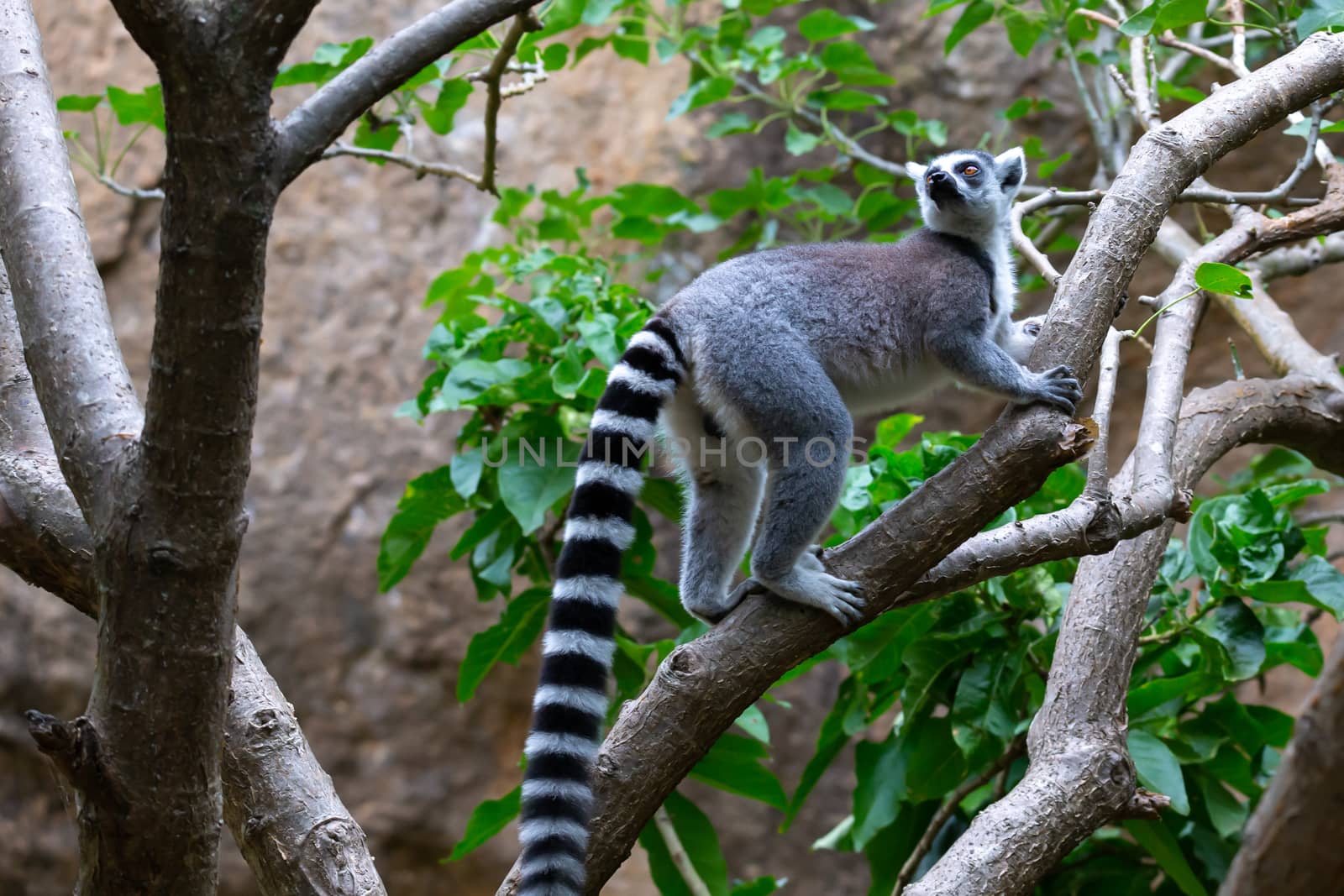 The ring-tailed lemur in its natural environment