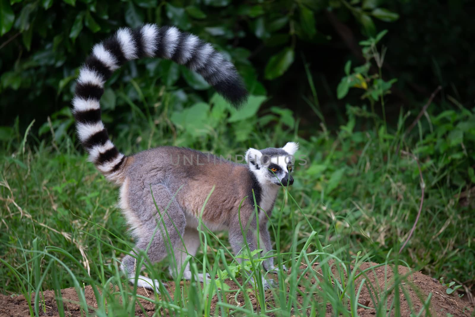 The ring-tailed lemur in its natural environment