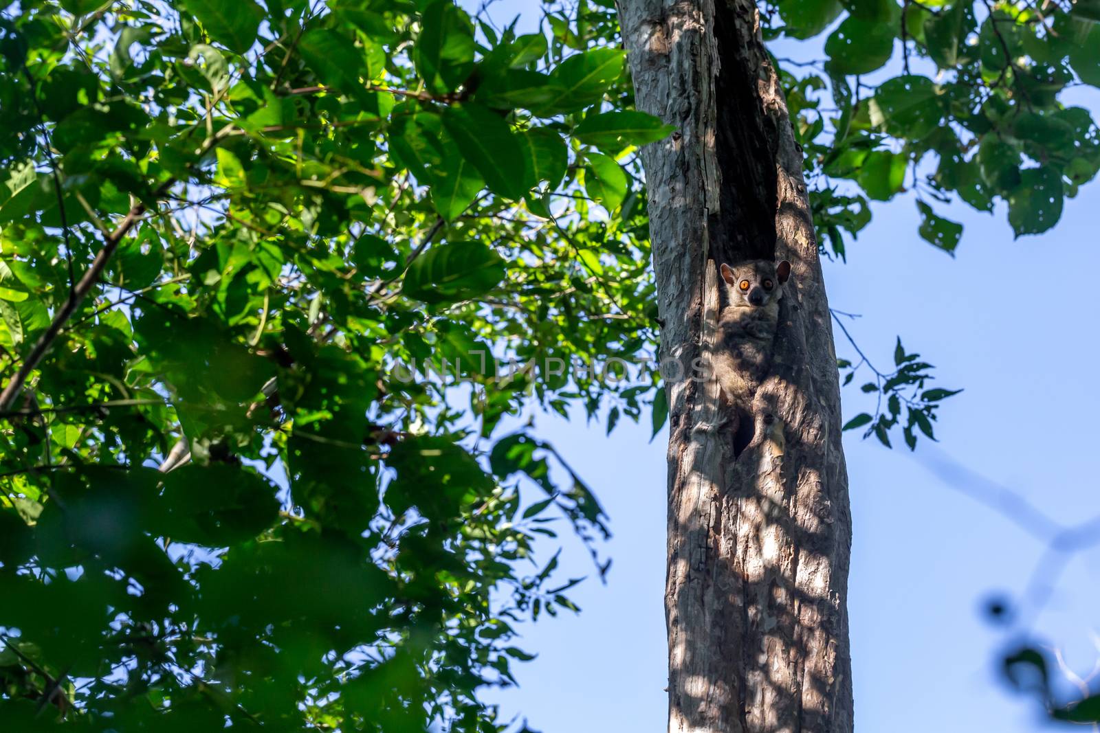 One Little lemur hid in the hollow of a tree and watches