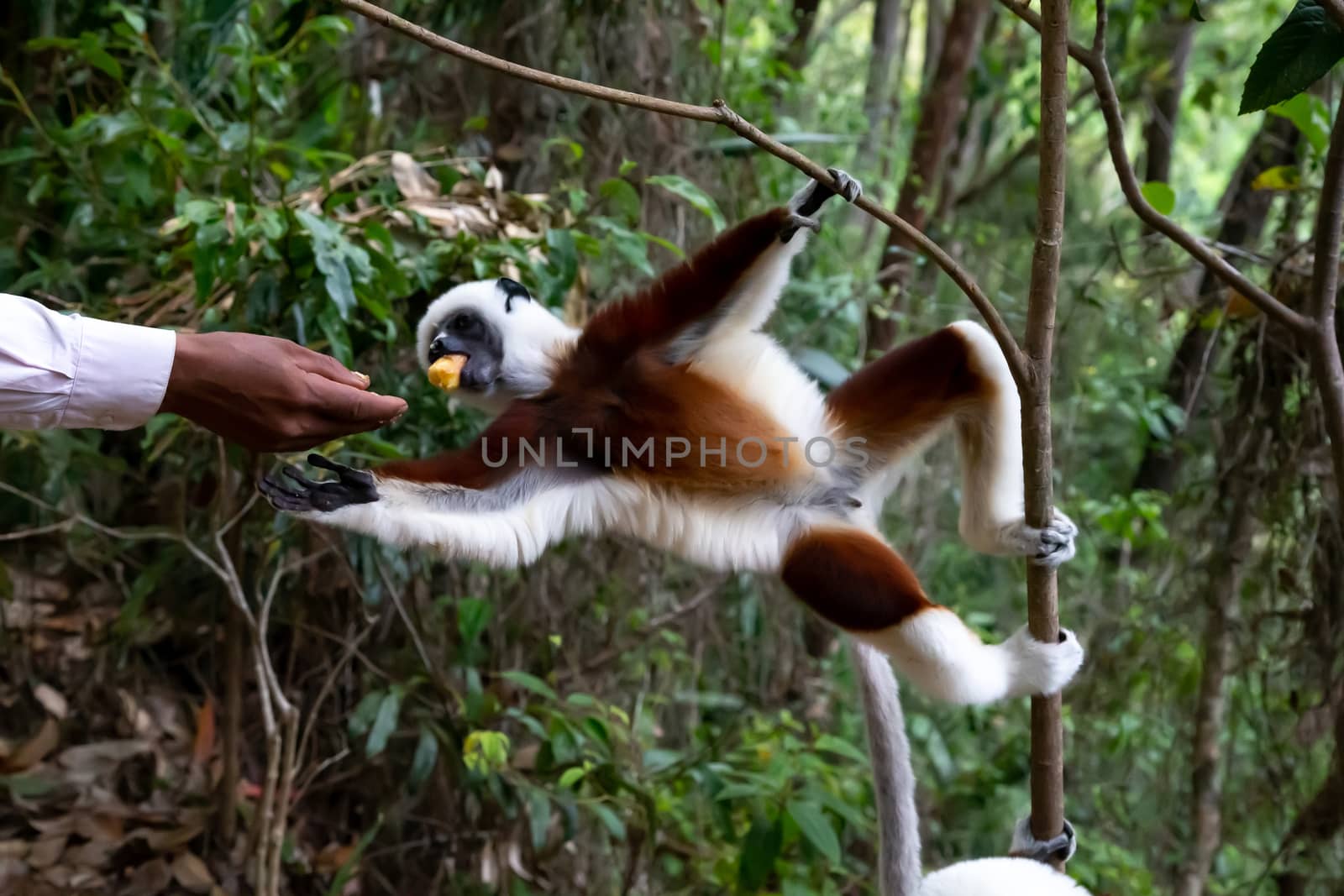 A Sifaka Lemur gets a banana from someone by 25ehaag6