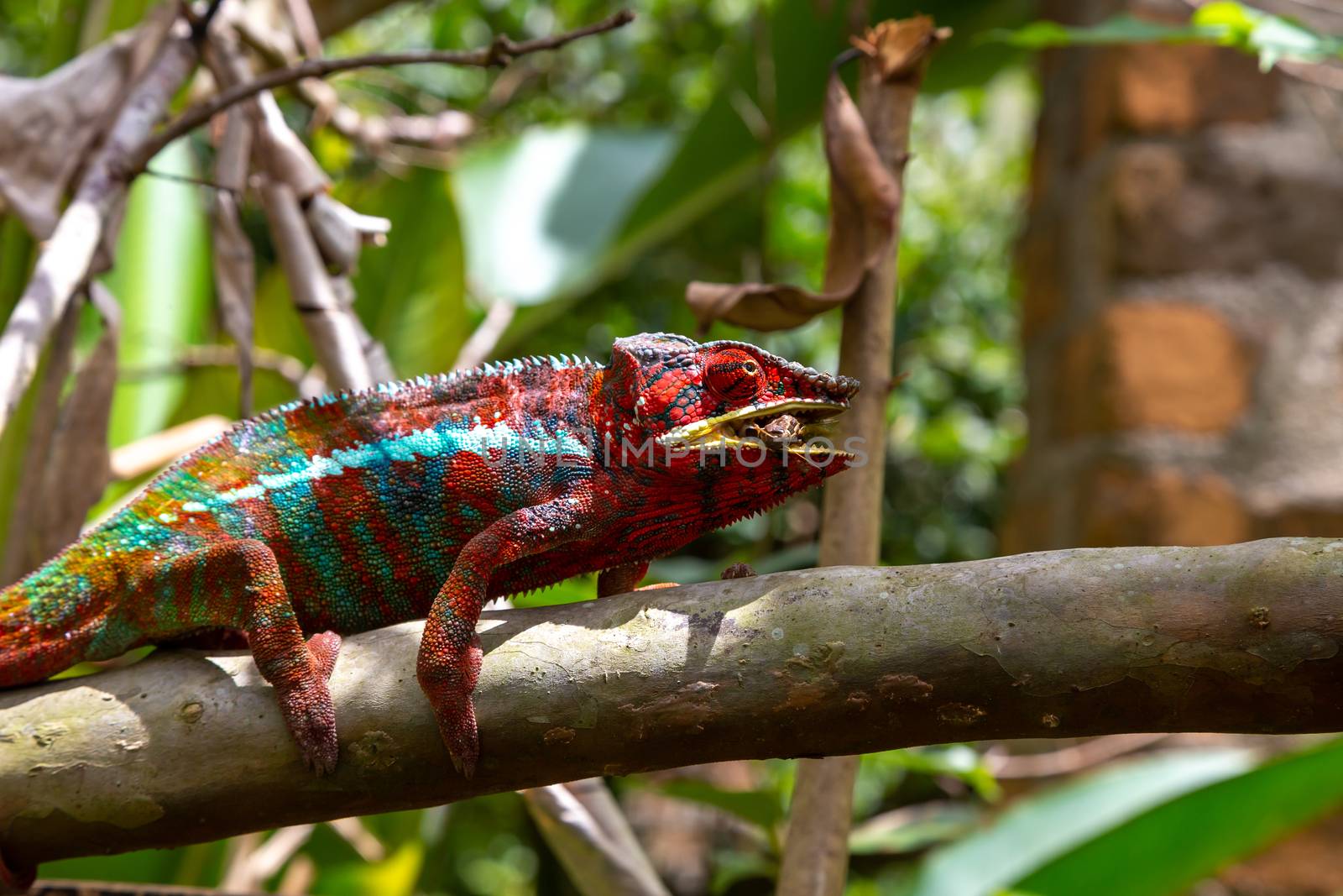 One Colorful chameleon on a branch in a national park on the island of Madagascar