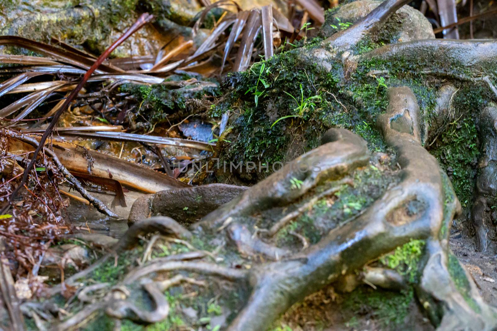 The root bush with a mixture of old leaves and branches