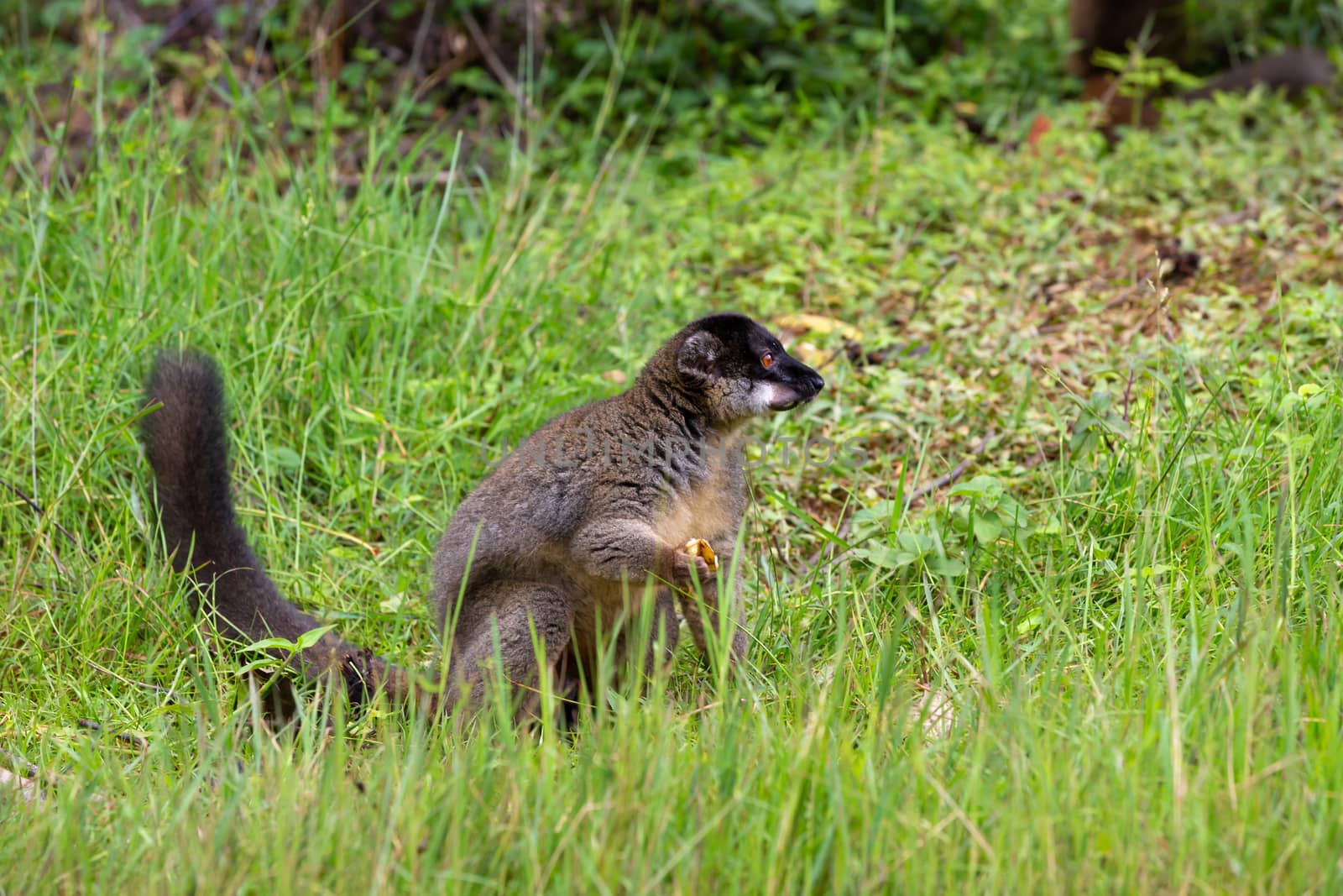 Some Brown lemurs play in the meadow and a tree trunk and are waiting for the visitors