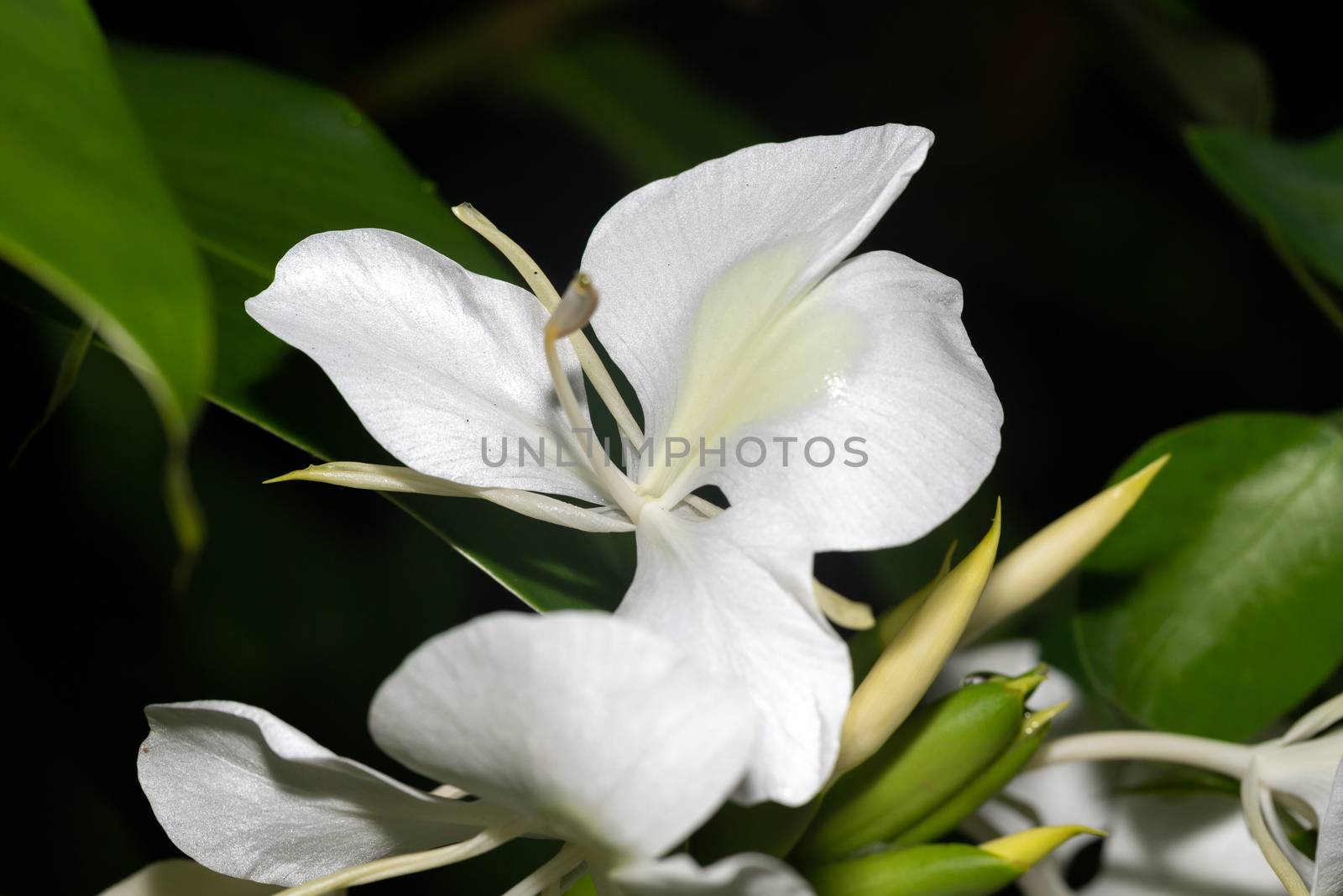 Exotic flowers of the island of Madagascar by 25ehaag6