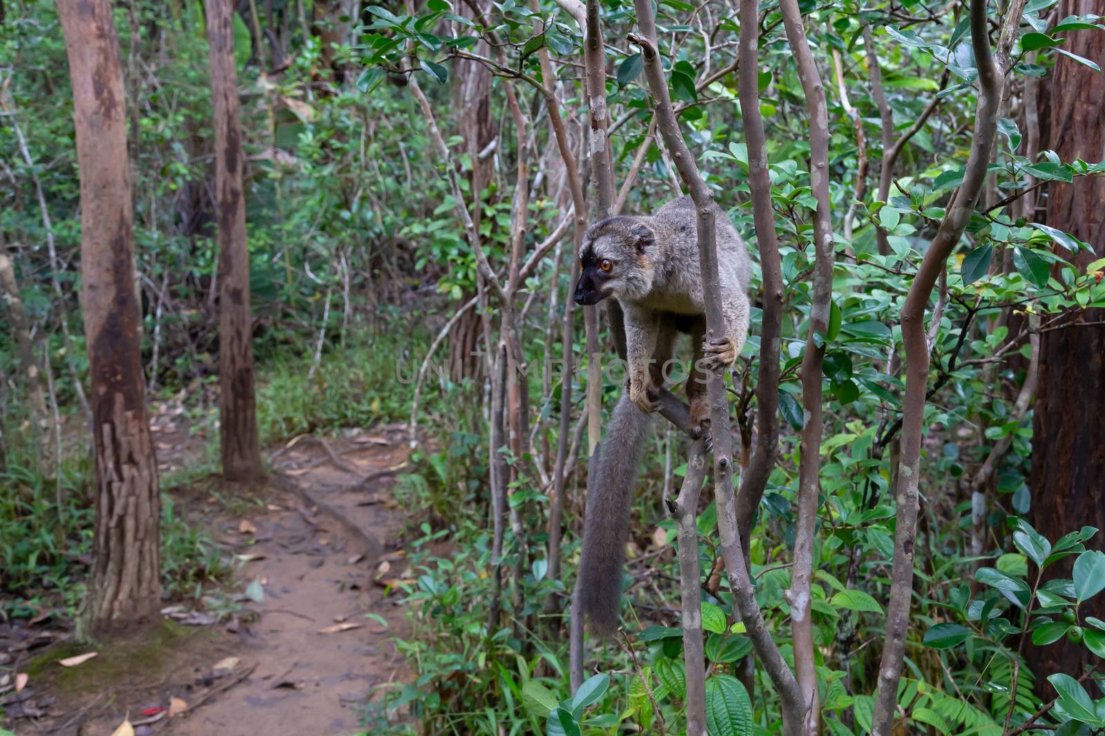 The brown maki lemur bounces on the trees