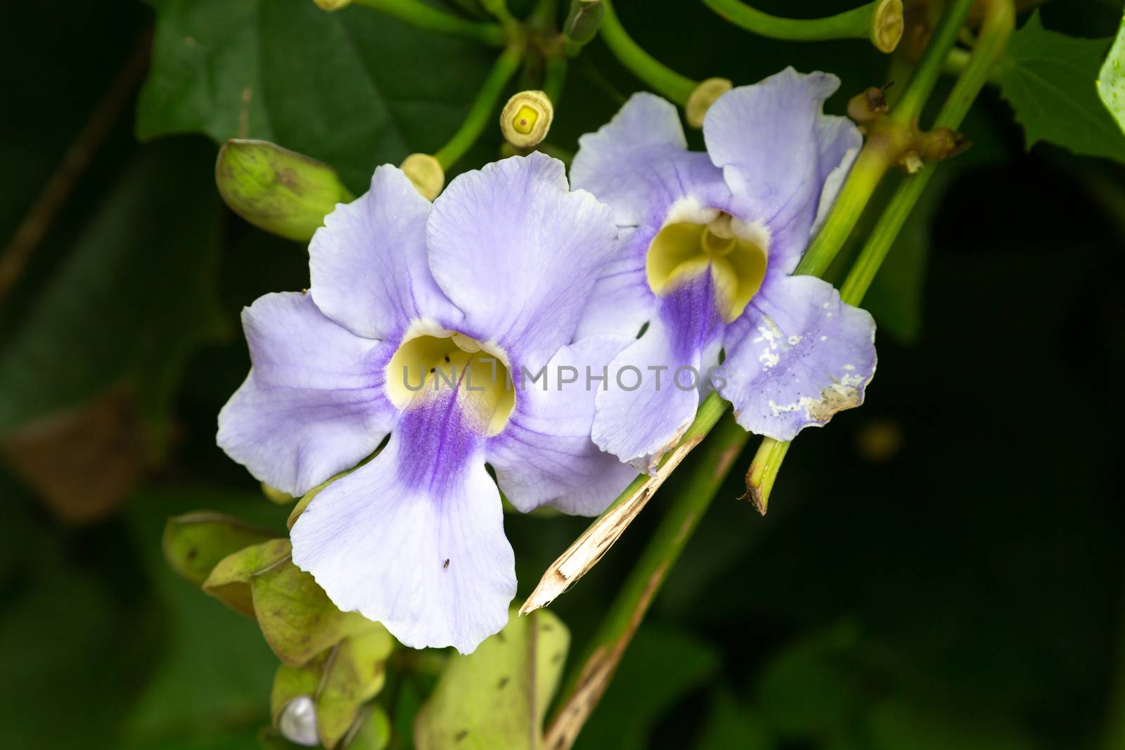 The Exotic flowers of the island of Madagascar