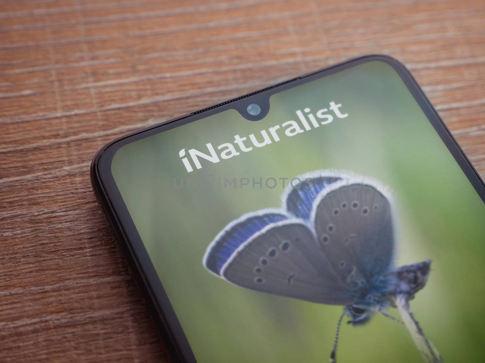 Lod, Israel - July 8, 2020: iNaturalist app launch screen with logo on the display of a black mobile smartphone on wooden background. Top view flat lay with copy space.