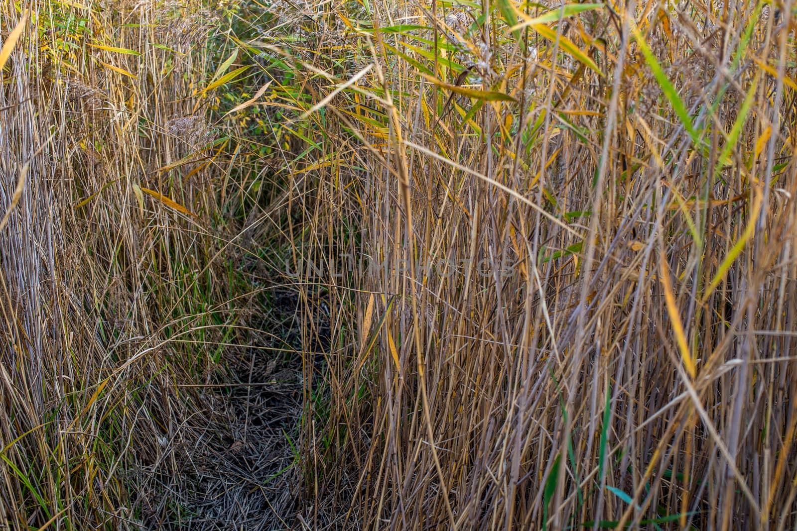 passage in a thicket of tall reeds close-up with selective focus at cloudy day light
