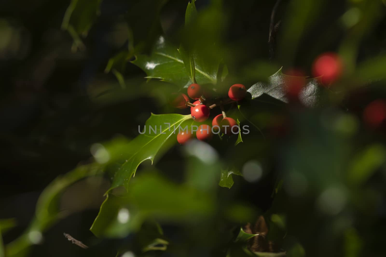 Wild holly in its natural environment, in the forest, with its red berries hidden among the leaves, near the small town of Luesia, in the upper area of the Cinco Villas region, Spain.