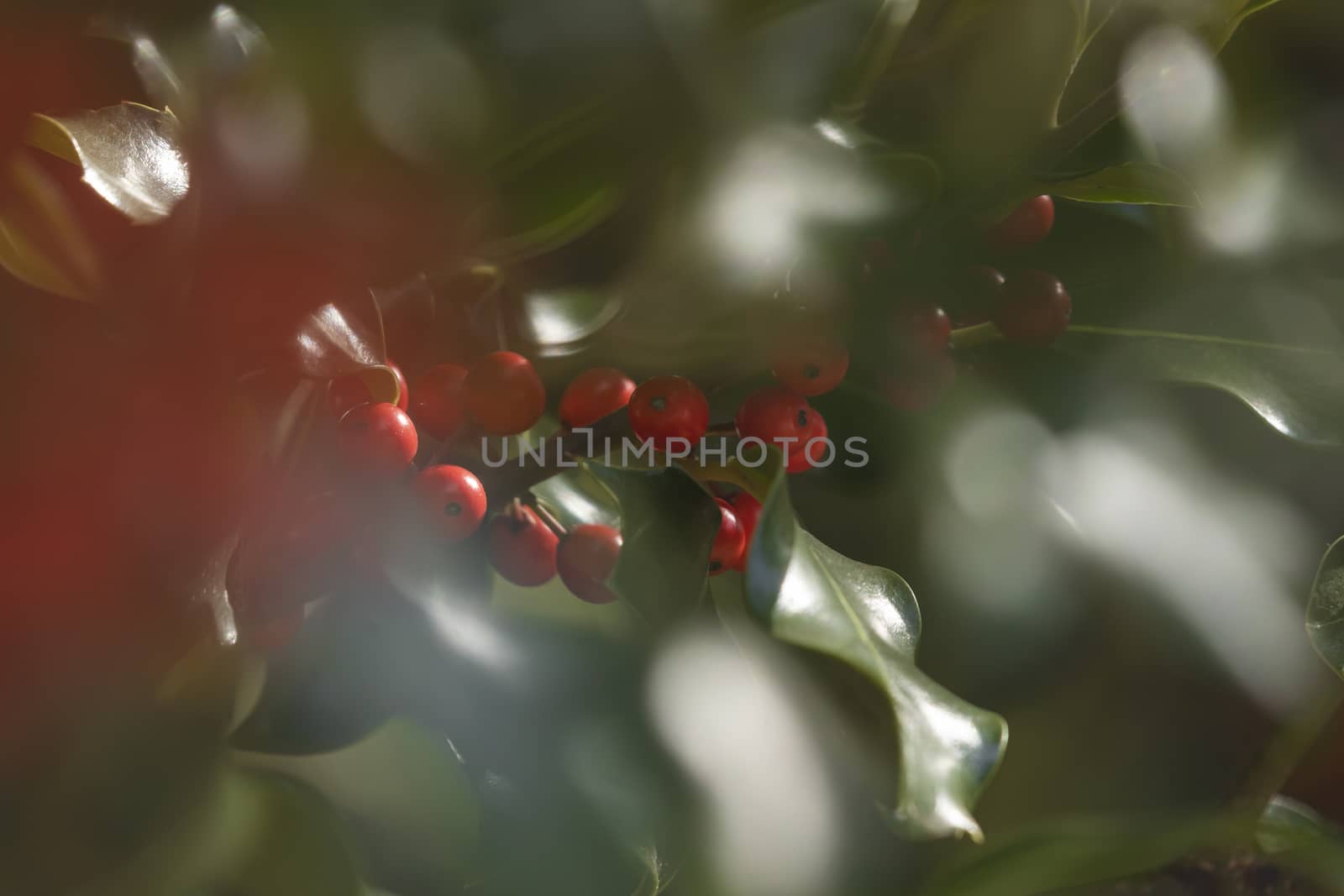 Wild holly in its natural environment, in the forest, with its red berries hidden among the leaves, near the small town of Luesia, in the upper area of the Cinco Villas region, Spain.