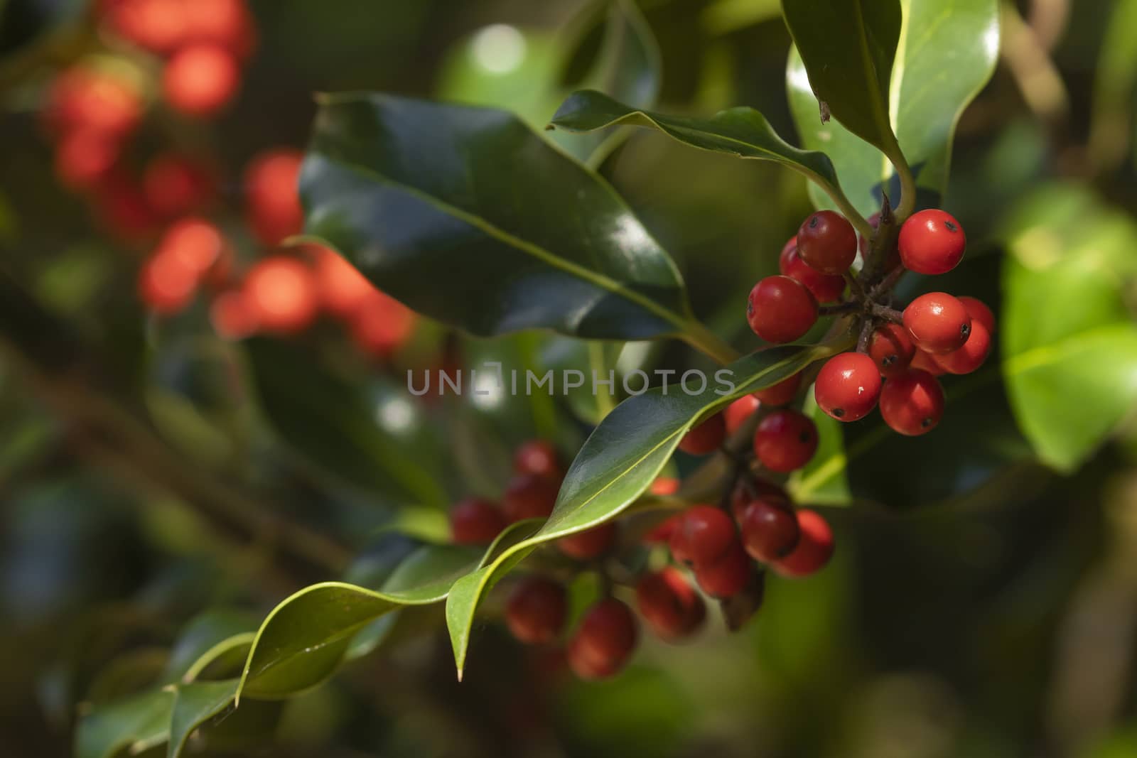 Wild holly in its natural environment, in the forest, with its red berries hidden among the leaves, near the small town of Luesia, in the upper area of the Cinco Villas region, Spain.