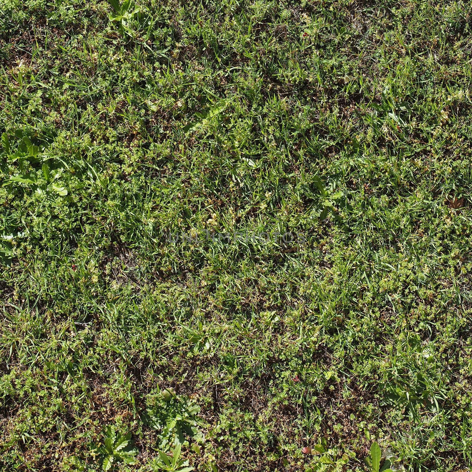 green grass texture useful as a background