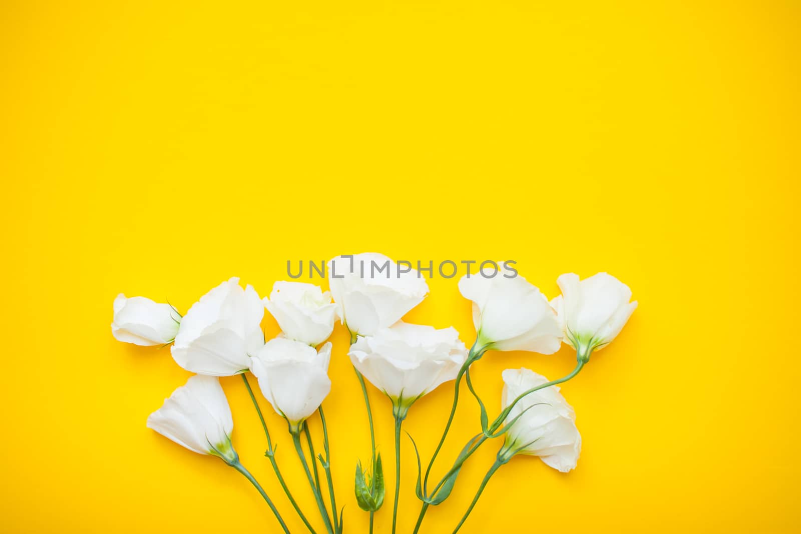 Delicate white eustoma flowers on a bright yellow background. Layout. Flat lay