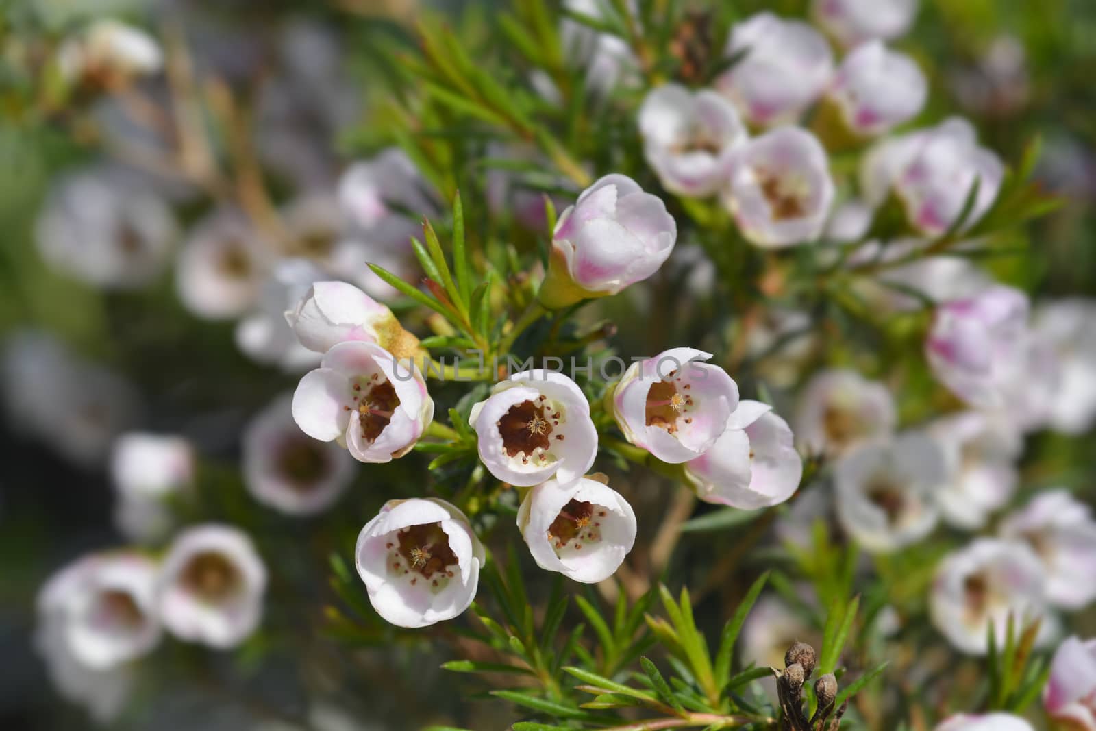 Geraldton wax flower Moonlight Delight by nahhan