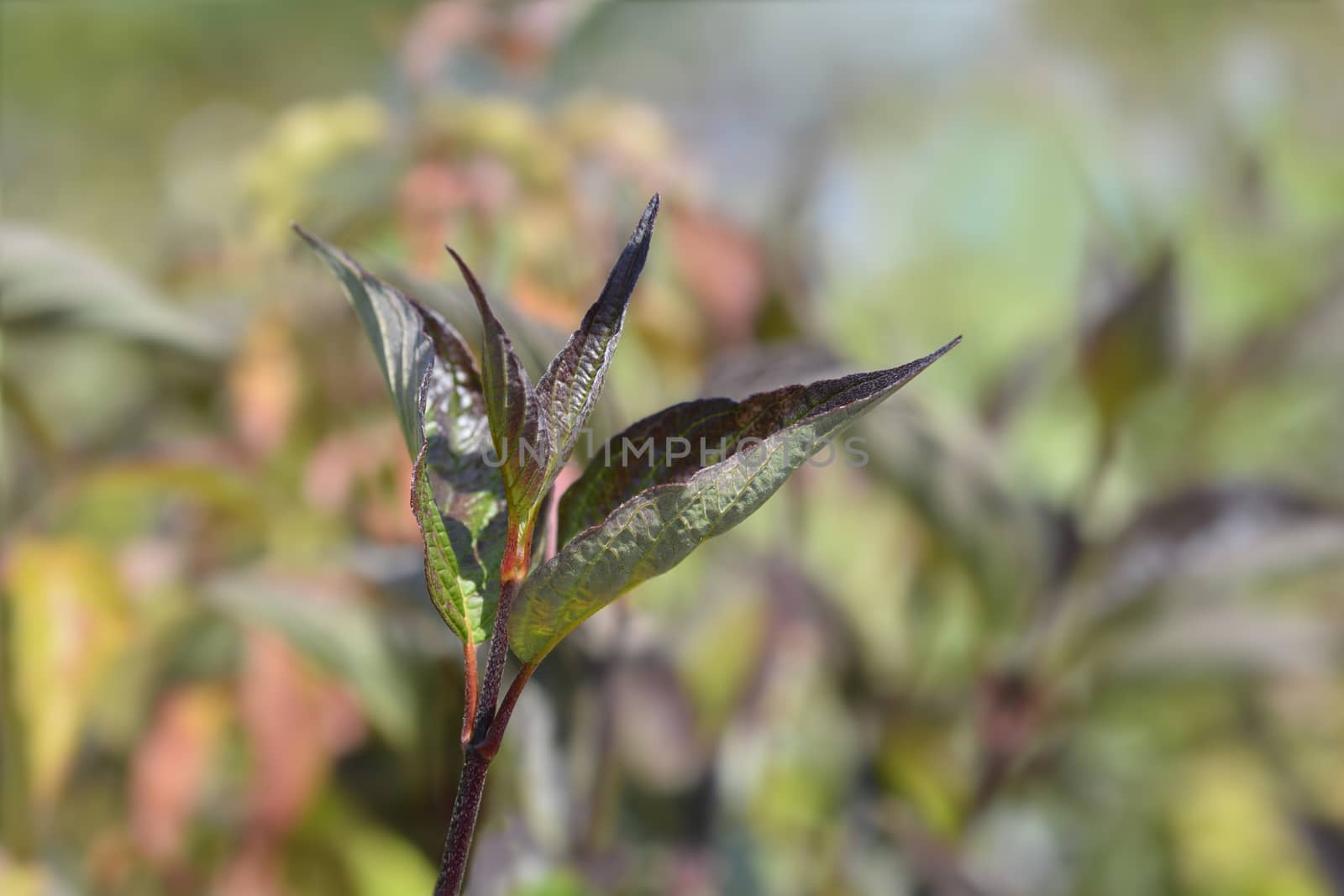 White dogwood Kesselringii leaves - Latin name - Cornus alba Kesselringii