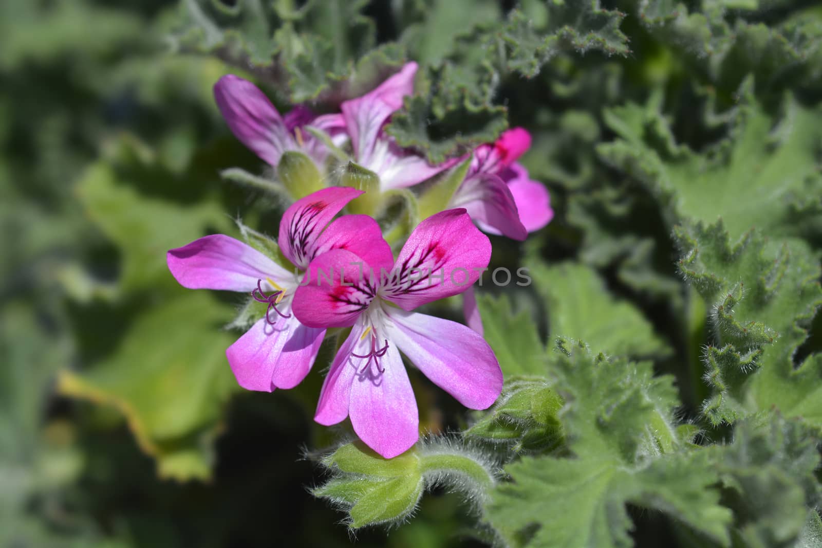 Sweet-scented geranium - Latin name - Pelargonium graveolens