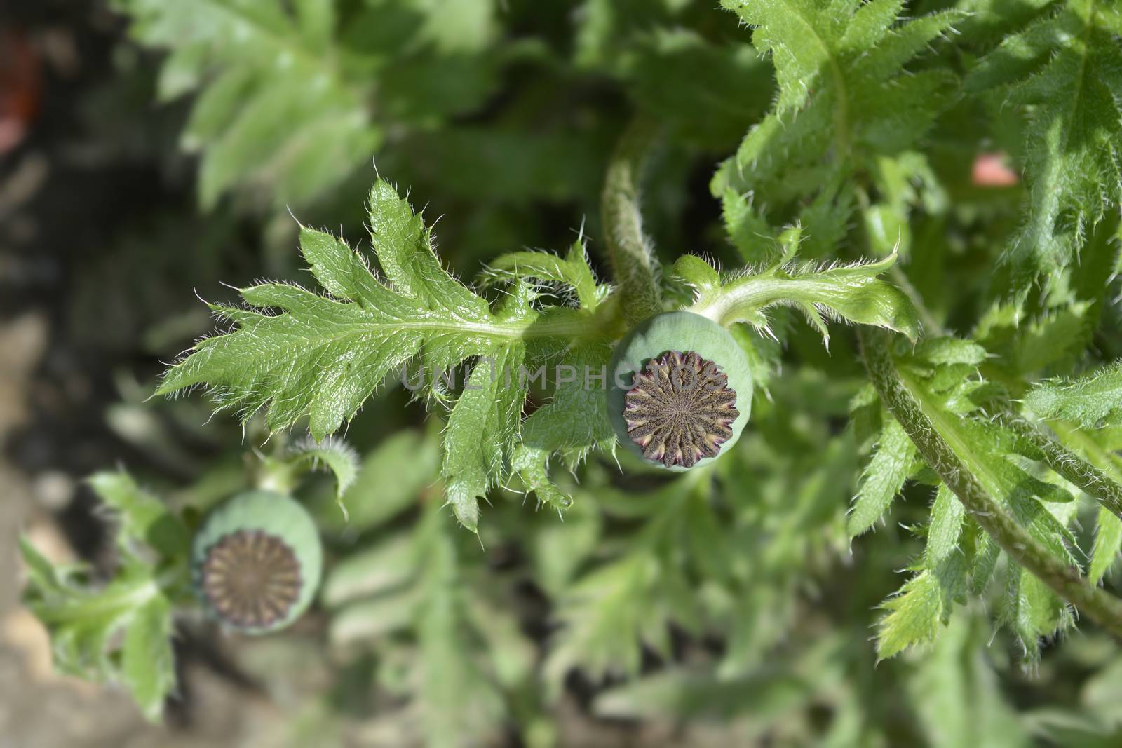 Oriental poppy seed pod - Latin name - Papaver orientale