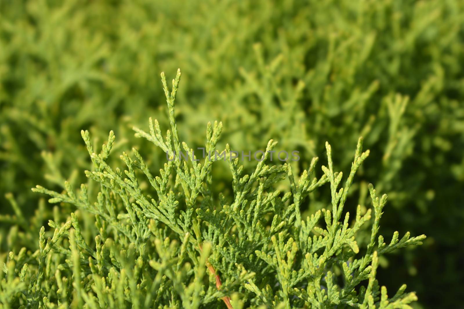 Tiny Tim Arborvitae by nahhan