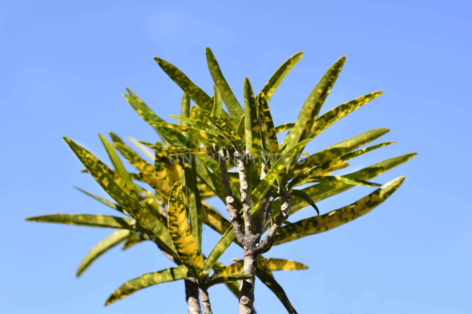 Variegated croton Angustissimum leaves - Latin name - Codiaeum variegatum Angustissimum