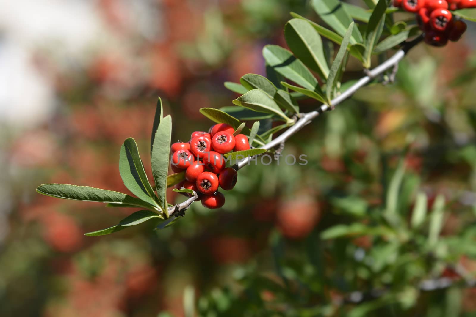 Formosa firethorn - Latin name - Pyracantha koidzumii