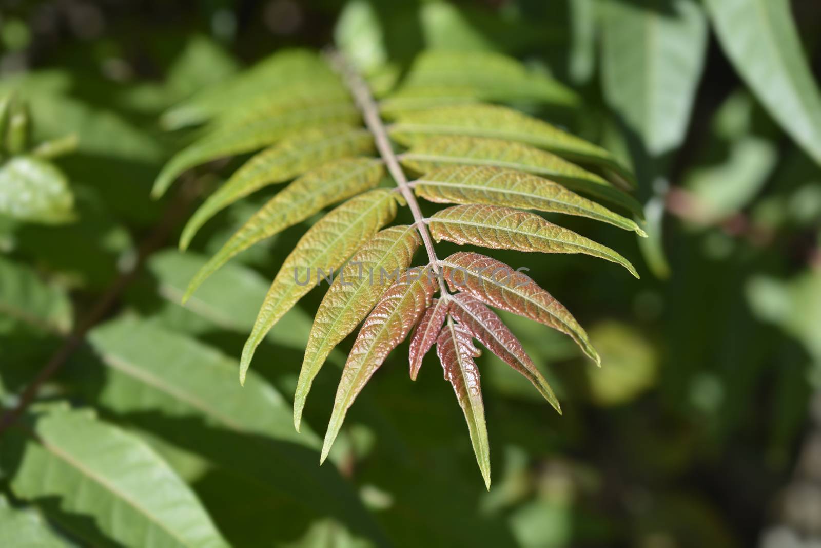 Tree of heaven nev leaves - Latin name - Ailanthus altissima