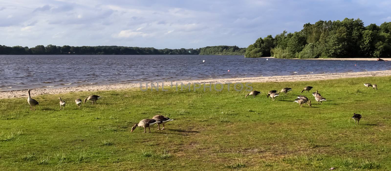 Lots of beautiful european goose birds at a lake