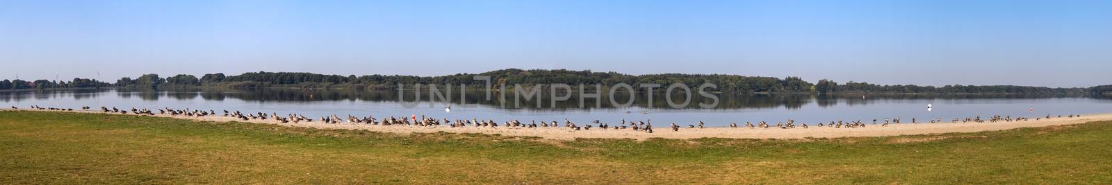 Lots of beautiful european goose birds at a lake on a sunny day by MP_foto71
