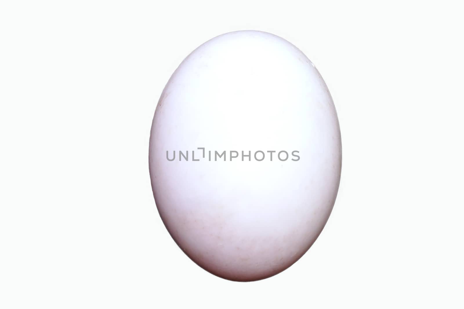 One fresh egg. Ingredient concept of cooking isolated white background.