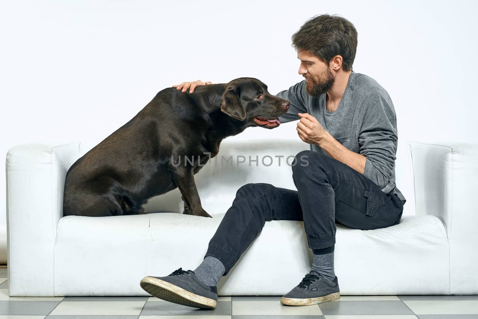 the owner plays with the dog on a white sofa In a bright room fun close-up cropped view friends pet by SHOTPRIME