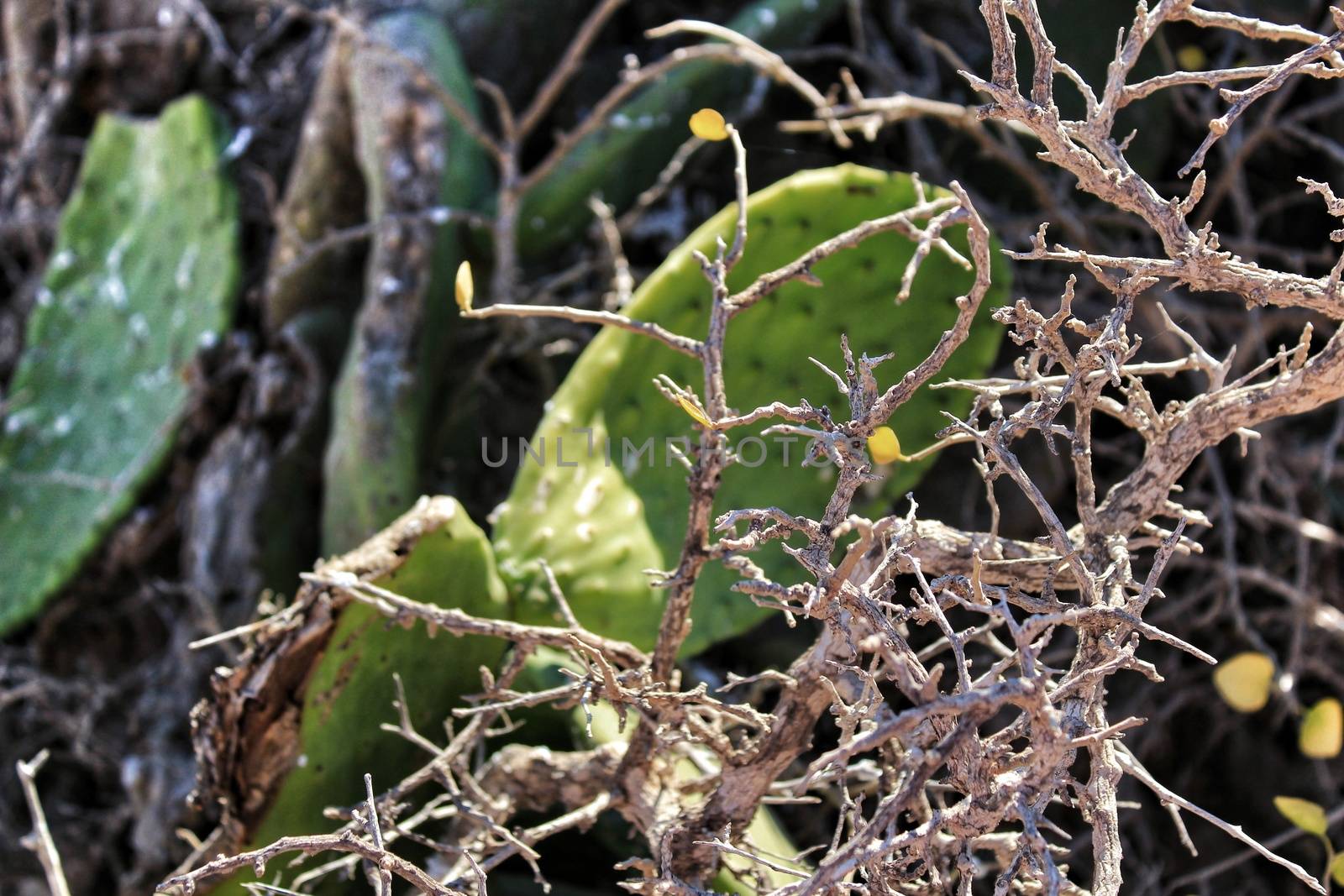 Dry plant texture and green cactus under the sun