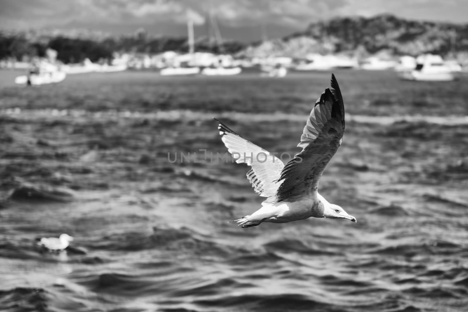 Closeup of seagull flying over the sea of Sardinia, Italy by marcorubino