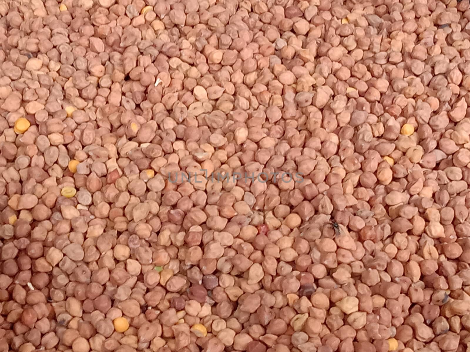 tasty and healthy Chickpea stock on shop