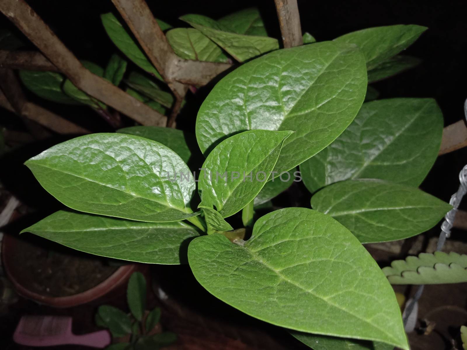 healthy and healthy Basil on firm