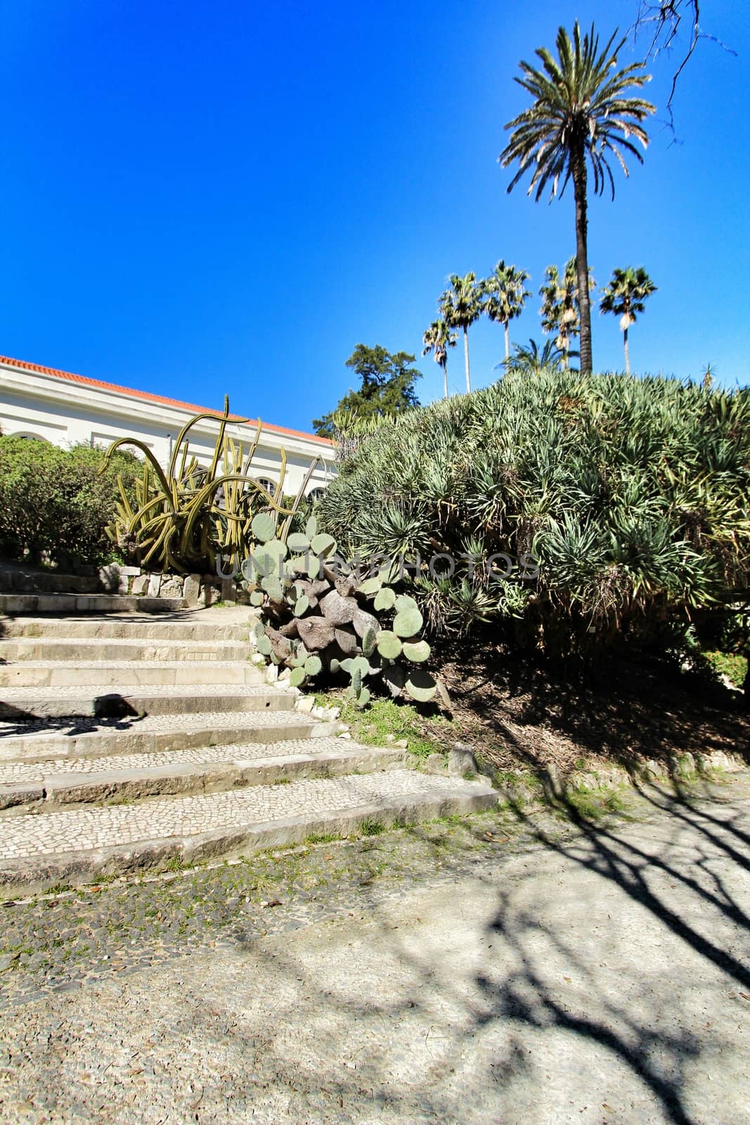 Leafy and green gardens with large trees at the Botanical Garden of Lisbon