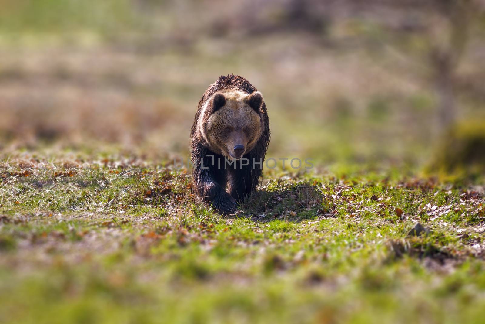 Big Brown bear at the nature meadow