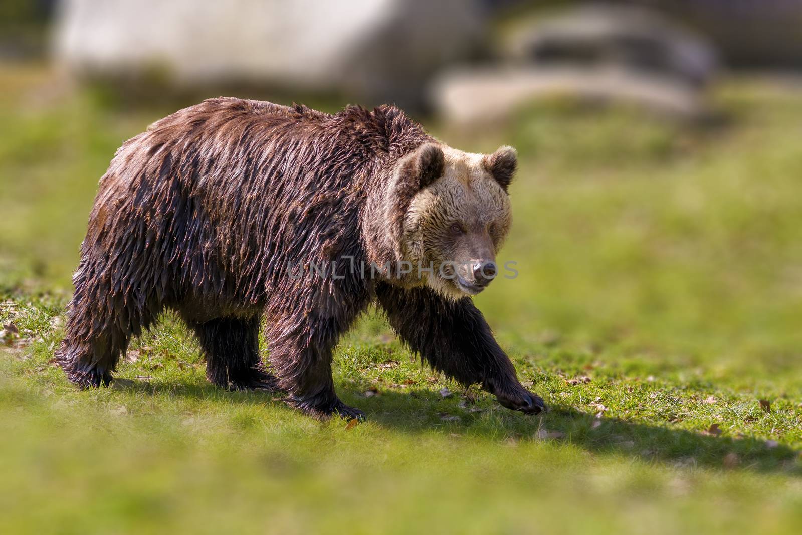 Big Brown bear at the nature meadow