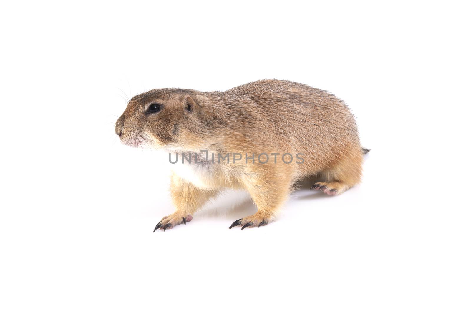 Sideview of prairie dog walking on white background.