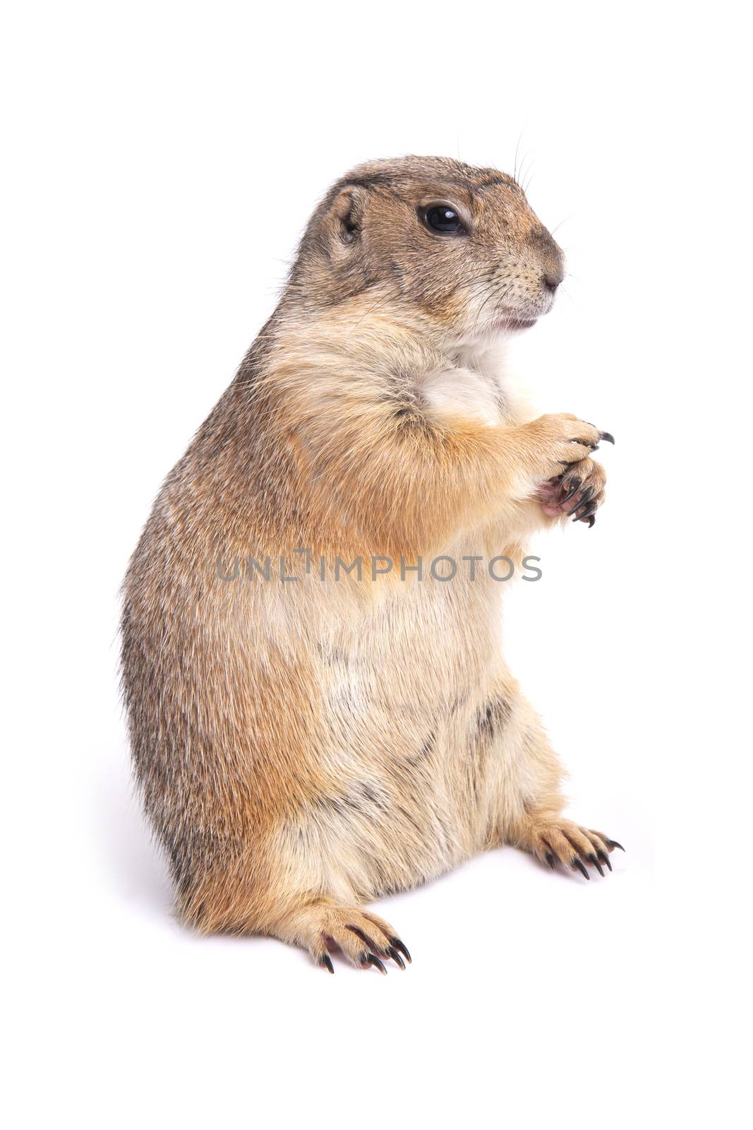 Little cute prairie dog standing on white background. by pandpstock_002